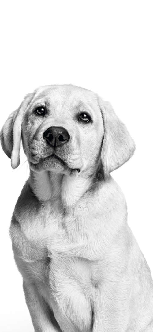 A cute Labrador puppy captured in a black and white monochrome photography style...