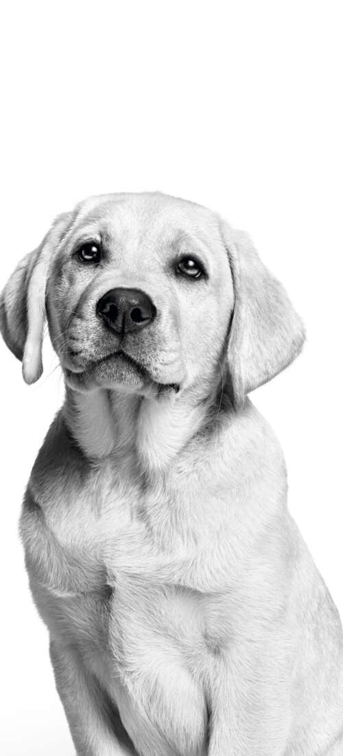 A cute Labrador puppy captured in a black and white monochrome photography style...