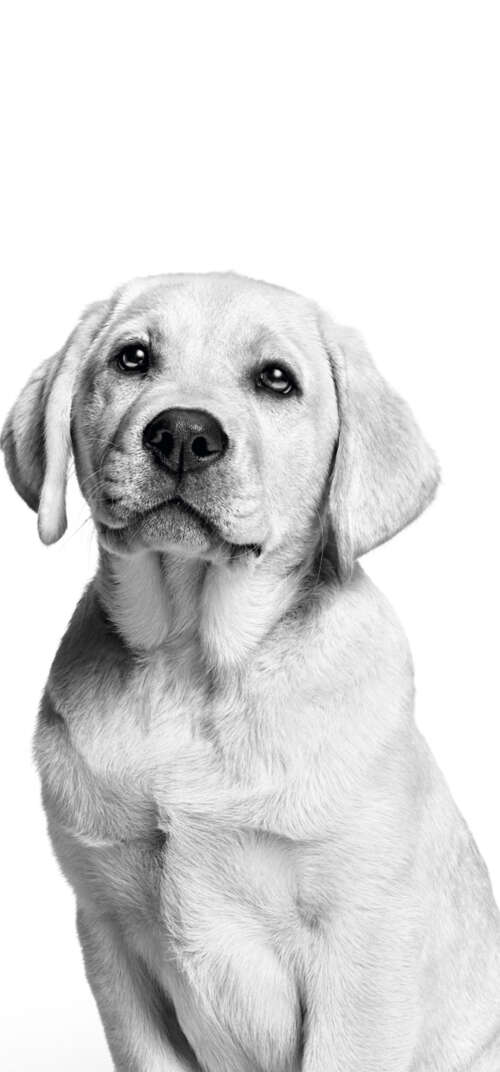 A cute Labrador puppy captured in a black and white monochrome photography style... Samsung Galaxy S26 Ultra