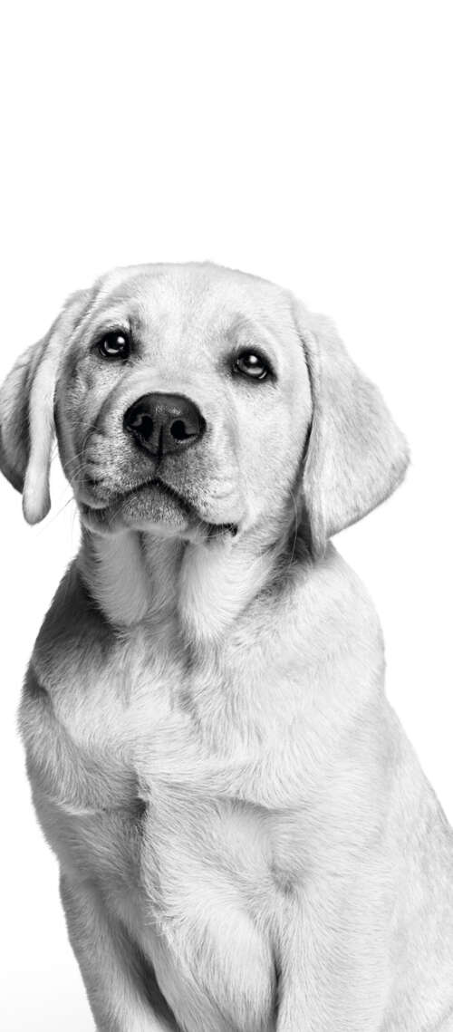 A cute Labrador puppy captured in a black and white monochrome photography style...
