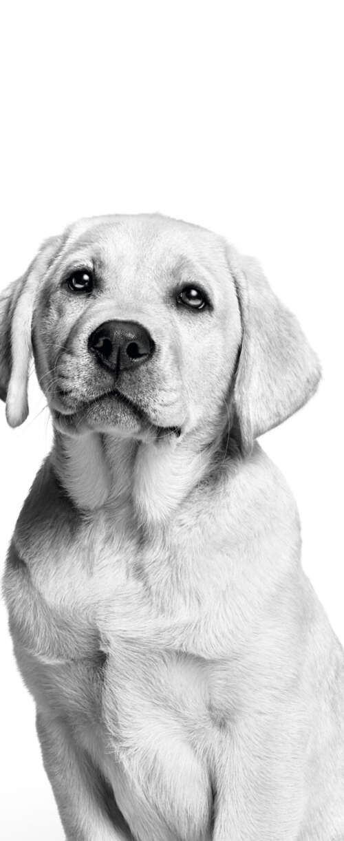 A cute Labrador puppy captured in a black and white monochrome photography style...