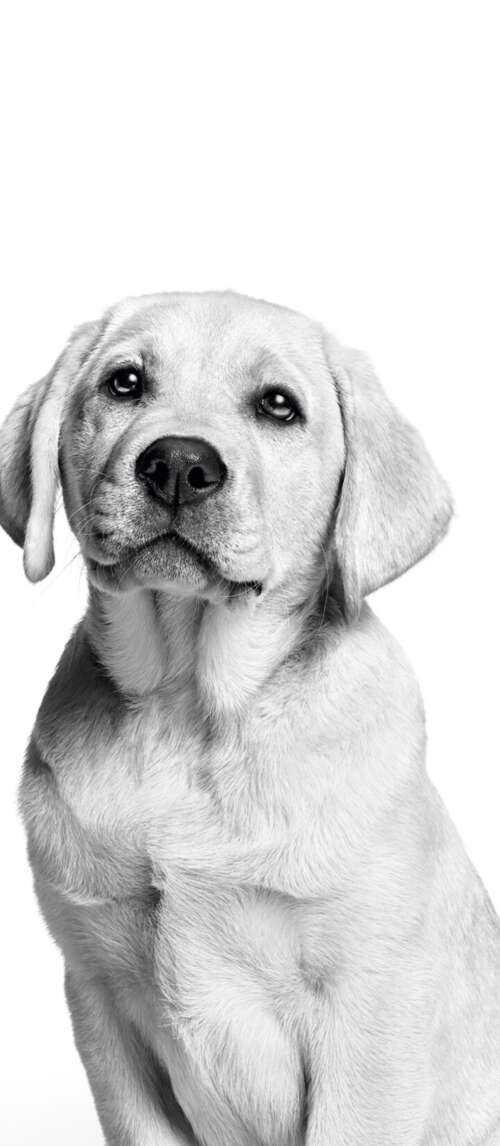 A cute Labrador puppy captured in a black and white monochrome photography style... Xiaomi Redmi 14C 5G hand phone wallpaper