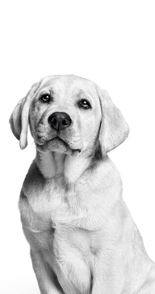 A cute Labrador puppy captured in a black and white monochrome photography style... Sharp Aquos C10 free hd wallpapers