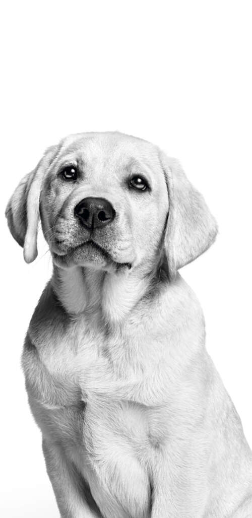 A cute Labrador puppy captured in a black and white monochrome photography style...