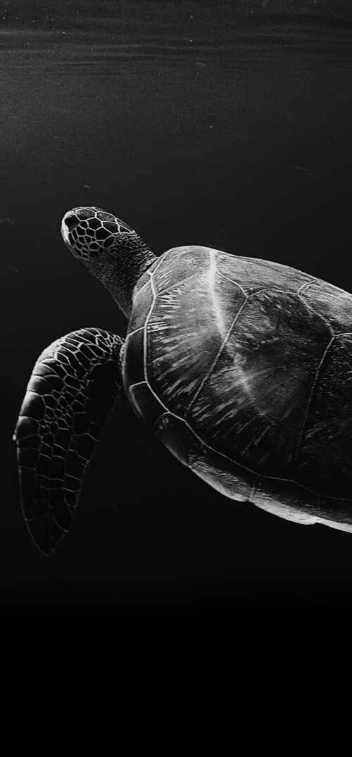 A high-contrast, black and white close-up of a sea turtle swimming through deep,...