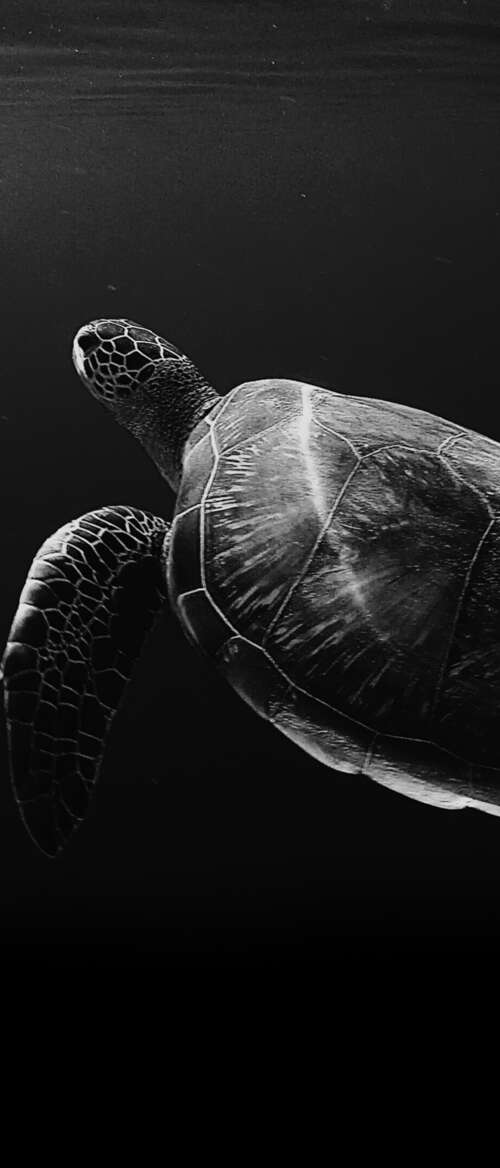 A high-contrast, black and white close-up of a sea turtle swimming through deep,...