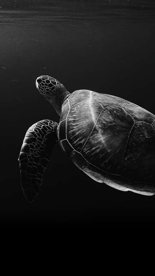 A high-contrast, black and white close-up of a sea turtle swimming through deep,...