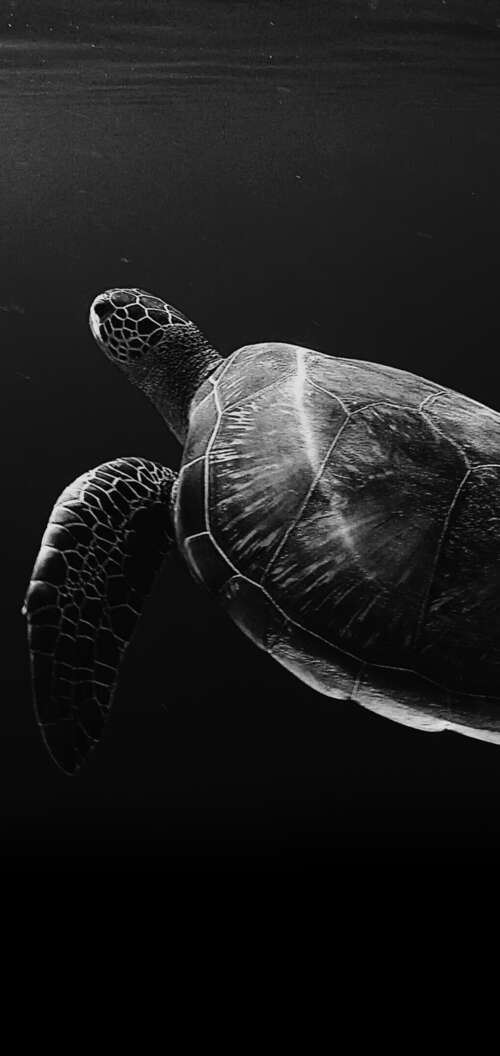 A high-contrast, black and white close-up of a sea turtle swimming through deep,...