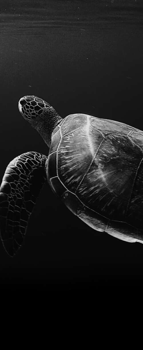 A high-contrast, black and white close-up of a sea turtle swimming through deep,...