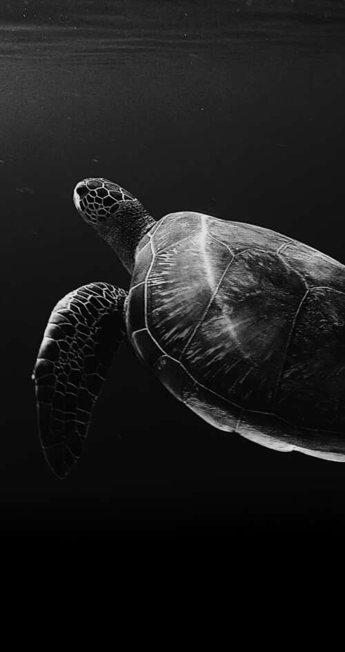 A high-contrast, black and white close-up of a sea turtle swimming through deep,... Sharp Aquos C10 pictures for wallpaper