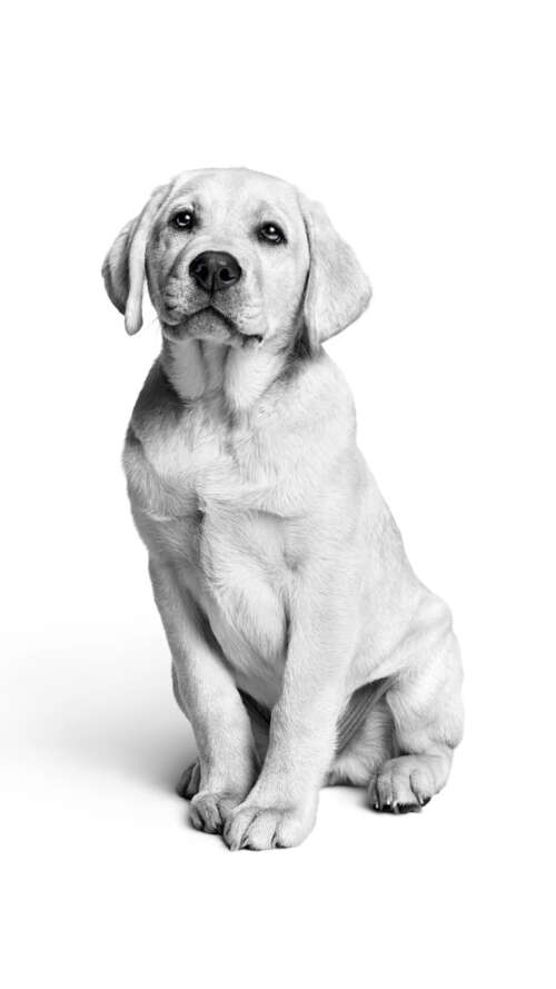 A close-up, black and white photograph of a cute Labrador puppy with a minimalist...