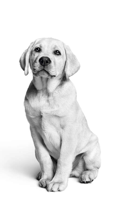 A close-up, black and white photograph of a cute Labrador puppy with a minimalist... Sharp Aquos C10 cell phone backgrounds free