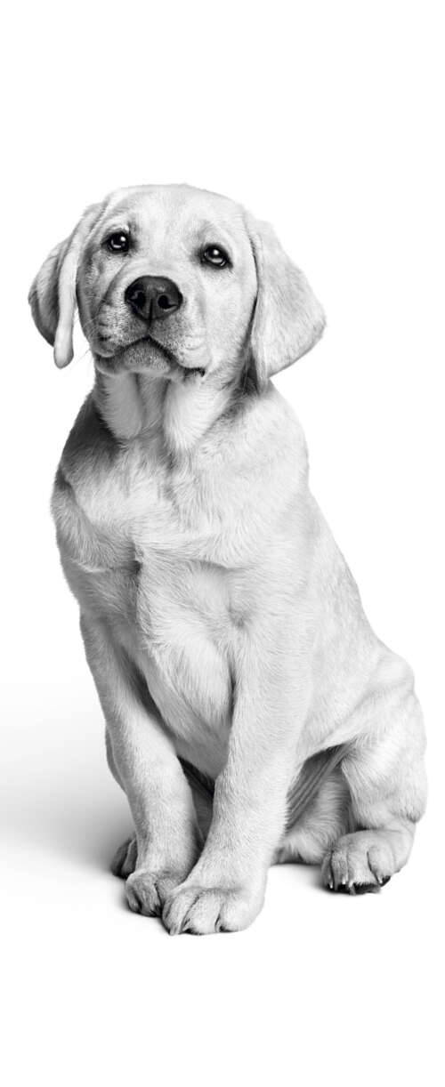A close-up, black and white photograph of a cute Labrador puppy with a minimalist... Meizu Note 16 download free wallpaper for phone
