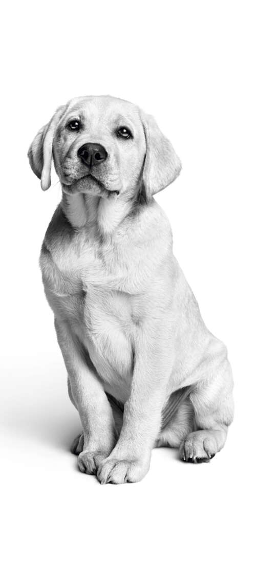 A close-up, black and white photograph of a cute Labrador puppy with a minimalist...