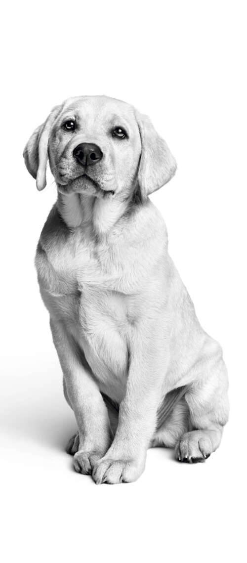 A close-up, black and white photograph of a cute Labrador puppy with a minimalist... Blackview WAVE 10 download free phone wallpaper