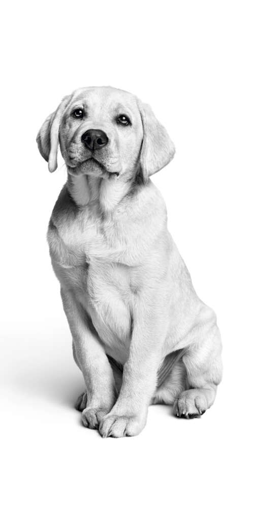 A close-up, black and white photograph of a cute Labrador puppy with a minimalist... Doogee Fire 3 Pro wallpapers for android