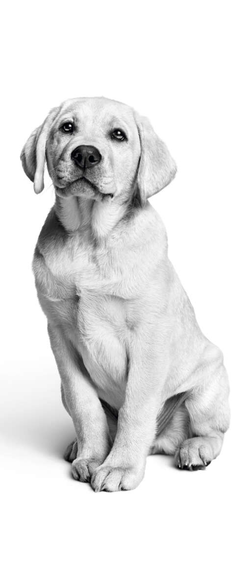 A close-up, black and white photograph of a cute Labrador puppy with a minimalist...