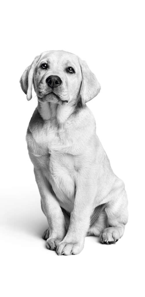 A close-up, black and white photograph of a cute Labrador puppy with a minimalist... cell phone backgrounds free