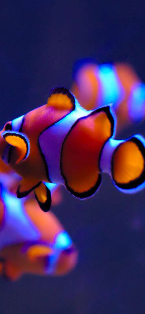 A close-up of a bright orange clownfish with white stripes swimming in a serene aquarium...