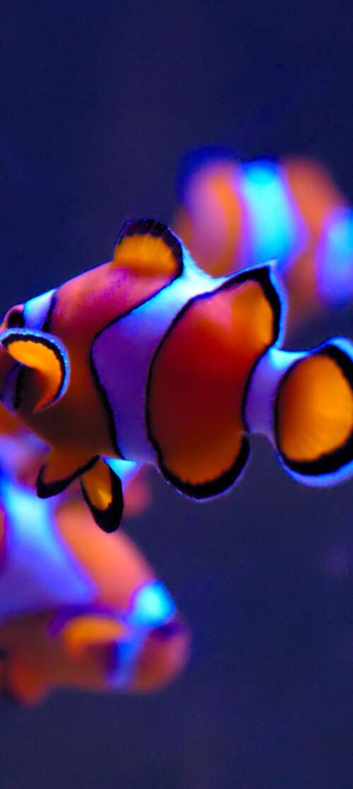 A close-up of a bright orange clownfish with white stripes swimming in a serene aquarium...