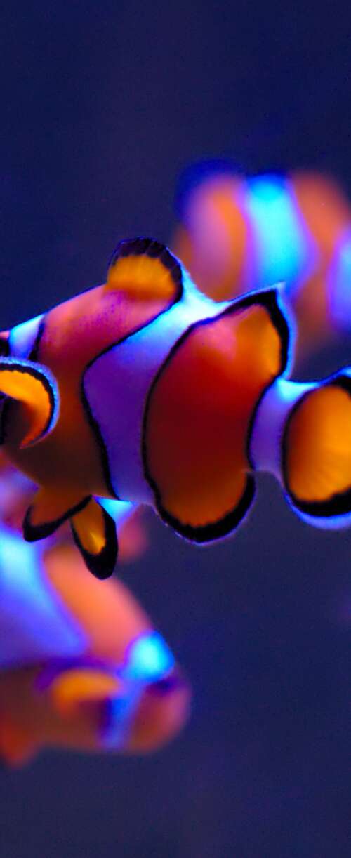 A close-up of a bright orange clownfish with white stripes swimming in a serene aquarium... Meizu Note 16 mobile wallpaper