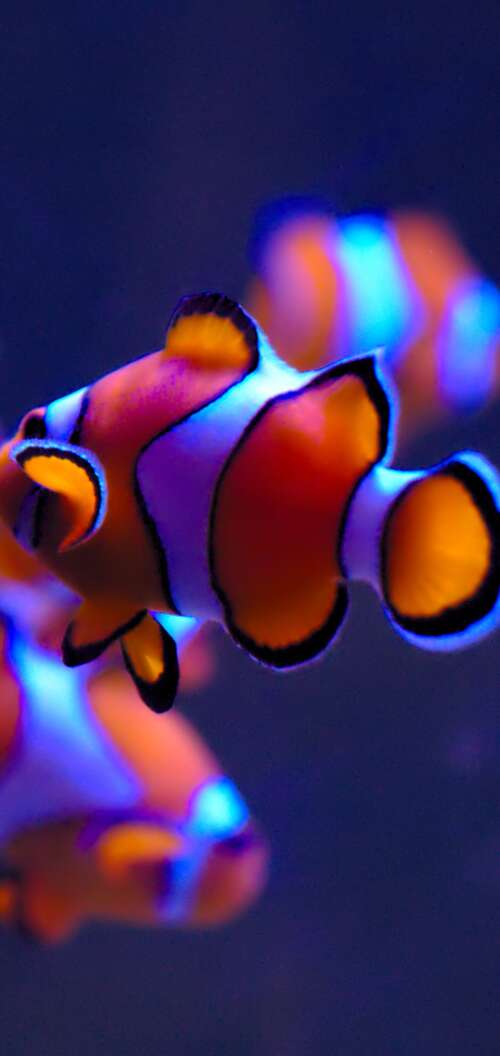 A close-up of a bright orange clownfish with white stripes swimming in a serene aquarium... Oppo A6s lock screen wallpaper