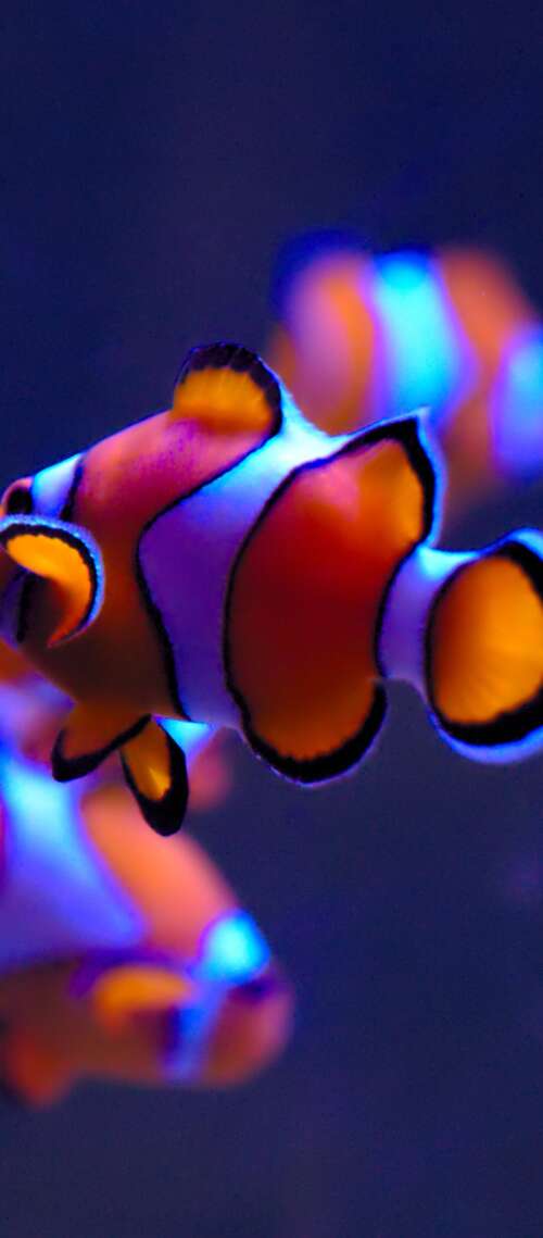 A close-up of a bright orange clownfish with white stripes swimming in a serene aquarium... Blackview WAVE 10 pictures for wallpaper