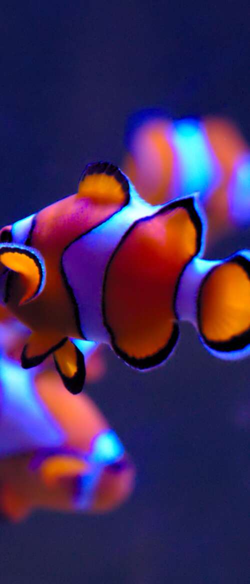 A close-up of a bright orange clownfish with white stripes swimming in a serene aquarium...