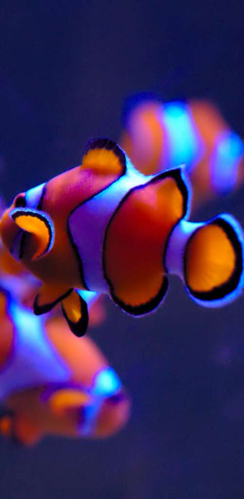 A close-up of a bright orange clownfish with white stripes swimming in a serene aquarium... Huawei Mate 30 Pro download free phone wallpaper