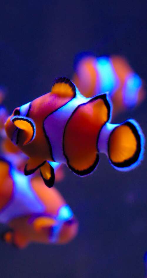 A close-up of a bright orange clownfish with white stripes swimming in a serene aquarium... Sharp Aquos C10 download free phone wallpaper