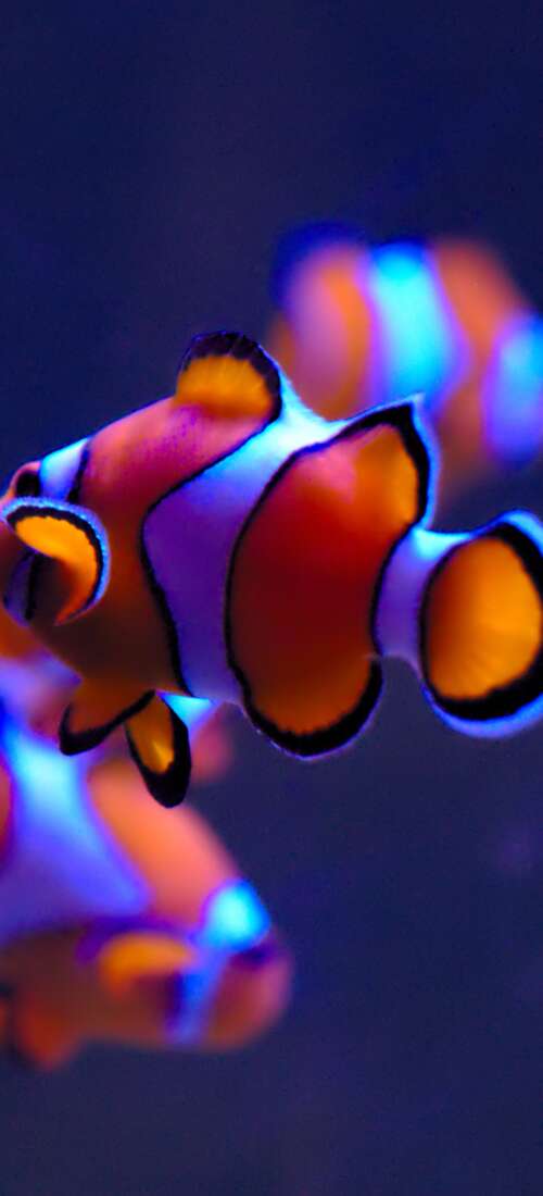 A close-up of a bright orange clownfish with white stripes swimming in a serene aquarium... Honor Magic8 free hd wallpapers