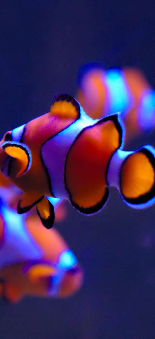 A close-up of a bright orange clownfish with white stripes swimming in a serene aquarium... Oppo A6L free background