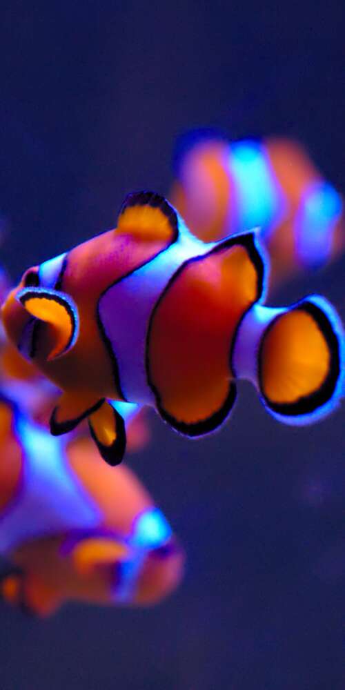 A close-up of a bright orange clownfish with white stripes swimming in a serene aquarium... Doogee Fire 3 Pro wallpaper photo gallery download