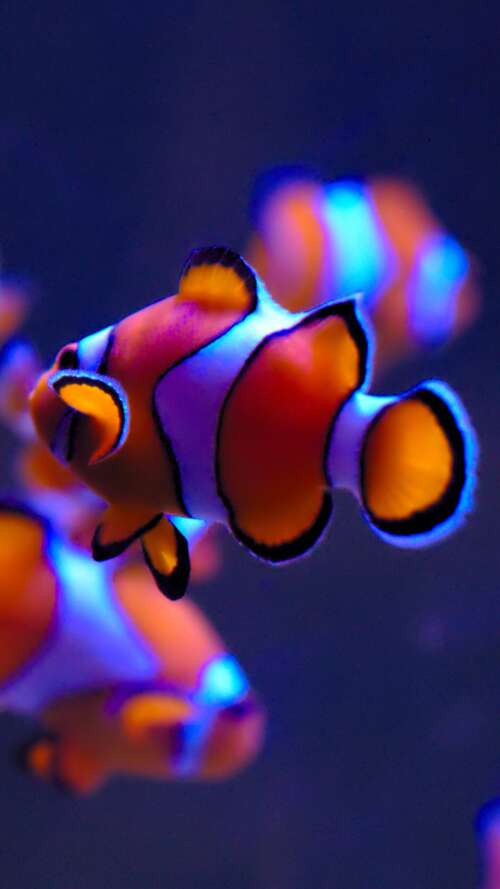 A close-up of a bright orange clownfish with white stripes swimming in a serene aquarium... download free phone wallpaper