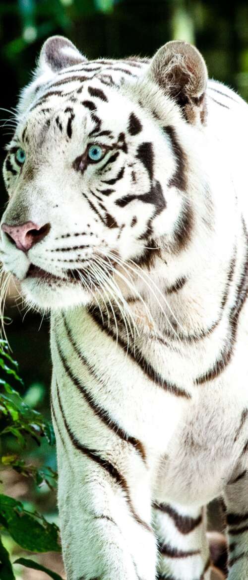A large white Bengal tiger walking through a bright, green forest during the day. Samsung Galaxy Z Flip7 pictures for wallpaper