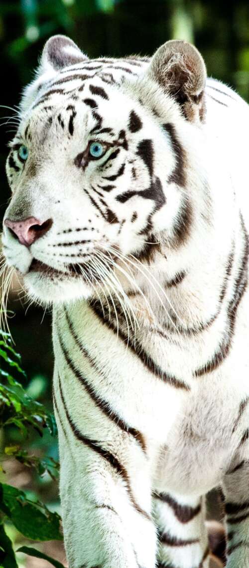 A large white Bengal tiger walking through a bright, green forest during the day. Blackview WAVE 10 pictures for wallpaper