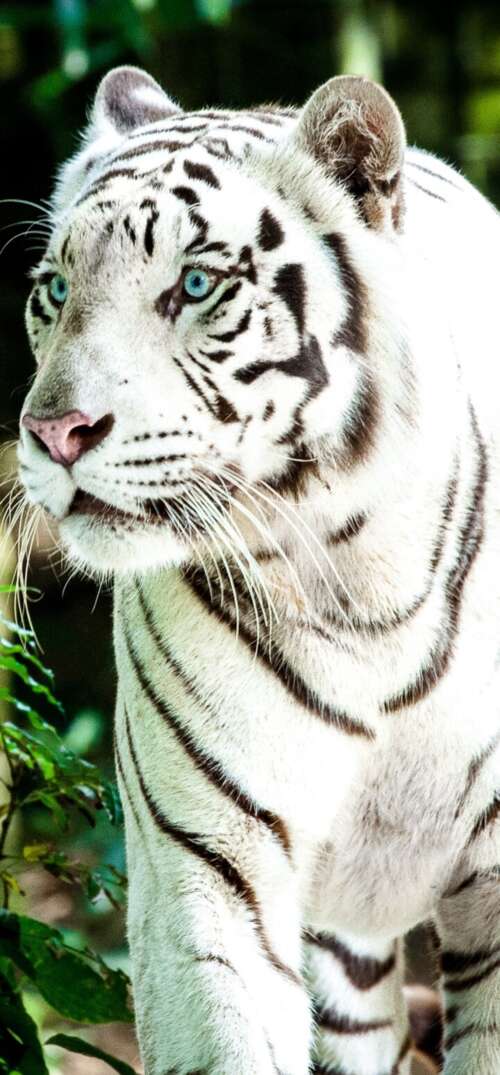 A large white Bengal tiger walking through a bright, green forest during the day. UmiDigi Umidigi X pictures for wallpaper
