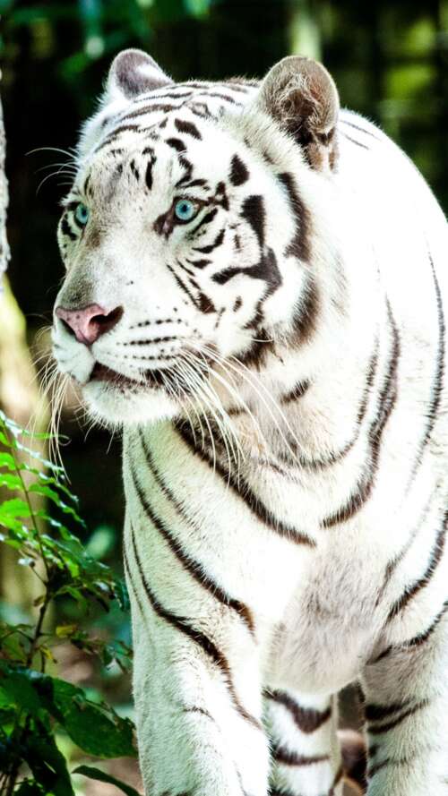 A large white Bengal tiger walking through a bright, green forest during the day. lava Play Max pictures for wallpaper