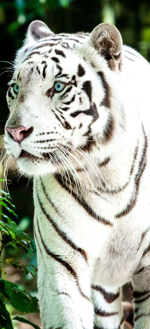 A large white Bengal tiger walking through a bright, green forest during the day. Oppo A6 Max pictures for wallpaper