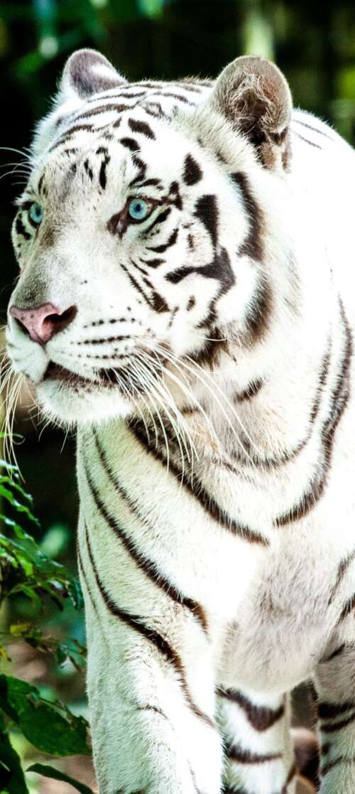 A large white Bengal tiger walking through a bright, green forest during the day. Blackview WAVE 7C pictures for wallpaper