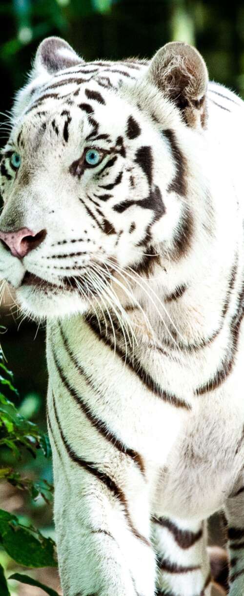 A large white Bengal tiger walking through a bright, green forest during the day. Meizu Note 16 pictures for wallpaper