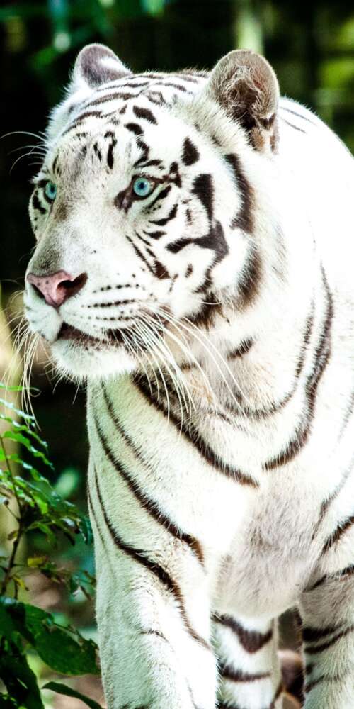 A large white Bengal tiger walking through a bright, green forest during the day. Doogee Fire 3 Max pictures for wallpaper