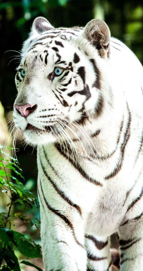 A large white Bengal tiger walking through a bright, green forest during the day. Sharp Aquos C10 free wallpaper