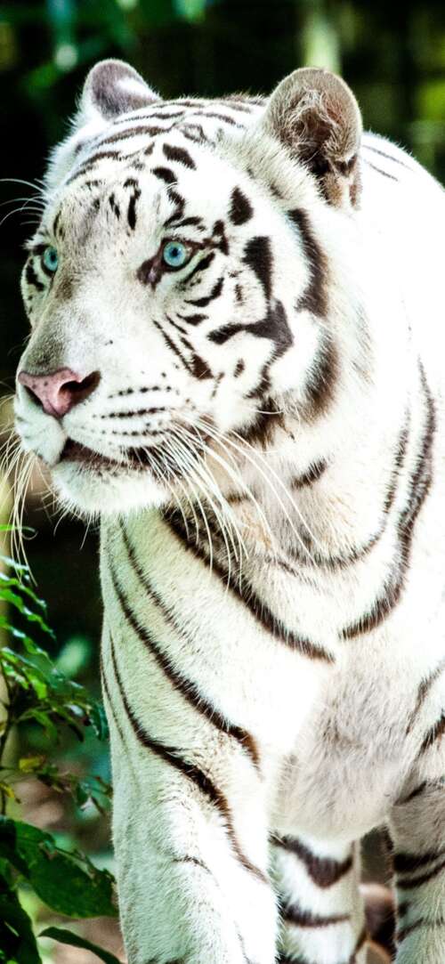A large white Bengal tiger walking through a bright, green forest during the day. Sharp Aquos R10 pictures for wallpaper