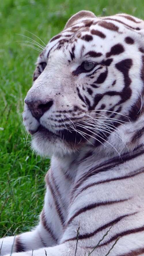 A majestic white tiger sitting in lush green grass. lava Play Max free background