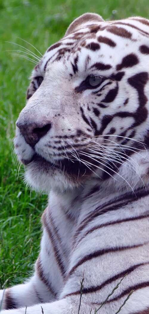 A majestic white tiger sitting in lush green grass. Oppo A6s free background