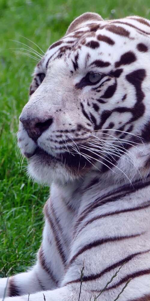 A majestic white tiger sitting in lush green grass. Doogee Fire 3 Max free background