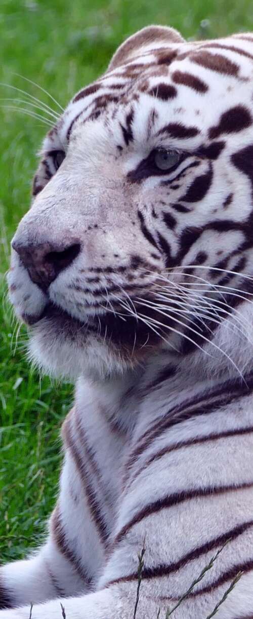 A majestic white tiger sitting in lush green grass. Meizu Note 16 free background