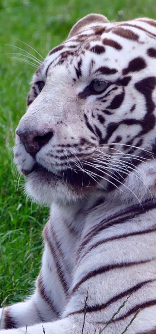 A majestic white tiger sitting in lush green grass. Samsung Galaxy S26 Ultra free background