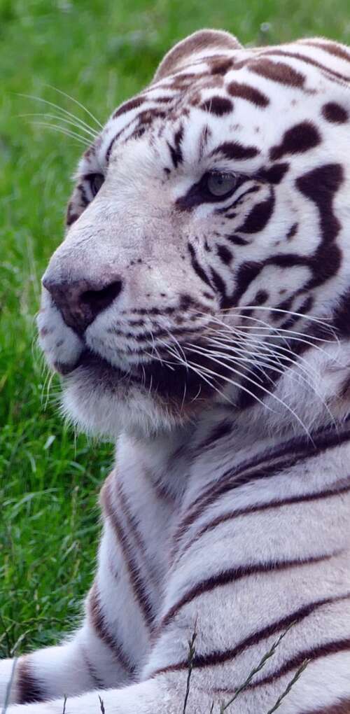 A majestic white tiger sitting in lush green grass. Huawei Mate 30 Pro free background